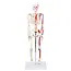 Anatomisch Skelet | 85 cm | Medium Skelet | met spieraanhechtingen genummerd | Budget model