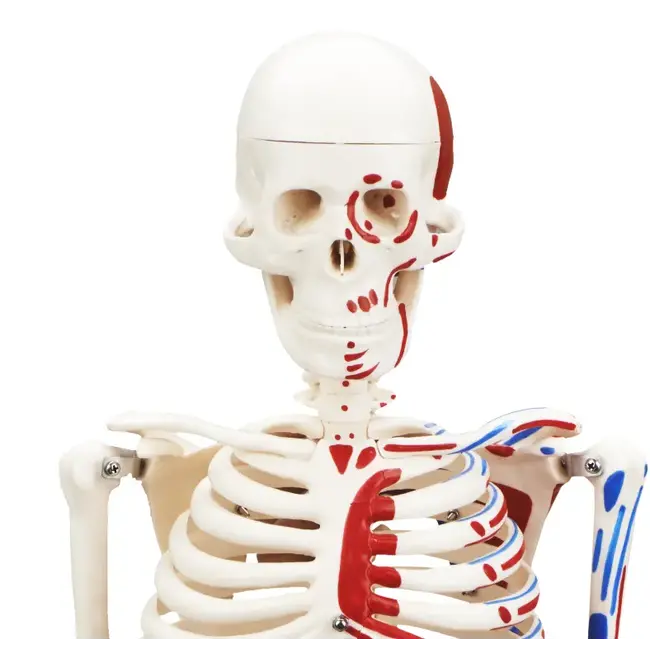 Anatomisch Skelet | 85 cm | Medium Skelet | met spieraanhechtingen genummerd | Budget model