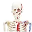 Anatomisch Skelet | 85 cm | Medium Skelet | met spieraanhechtingen genummerd | Budget model