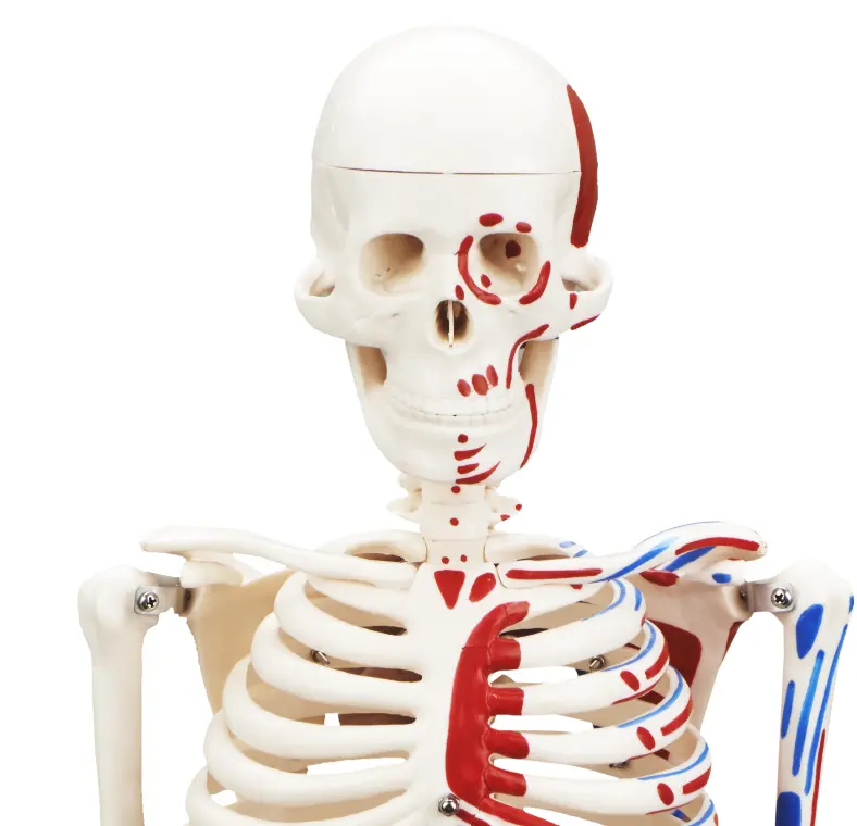 Anatomisch Skelet | 85 cm | Medium Skelet | met spieraanhechtingen genummerd | Budget model, foto 2 van 6