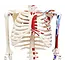 Anatomisch Skelet | 85 cm | Medium Skelet | met spieraanhechtingen genummerd | Budget model