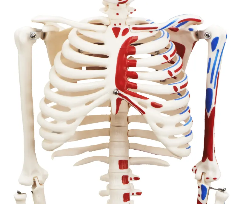 Anatomisch Skelet | 85 cm | Medium Skelet | met spieraanhechtingen genummerd | Budget model, foto 3 van 6