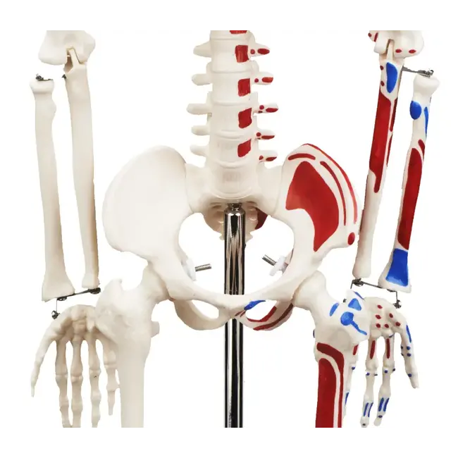 Anatomisch Skelet | 85 cm | Medium Skelet | met spieraanhechtingen genummerd | Budget model