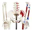 Anatomisch Skelet | 85 cm | Medium Skelet | met spieraanhechtingen genummerd | Budget model