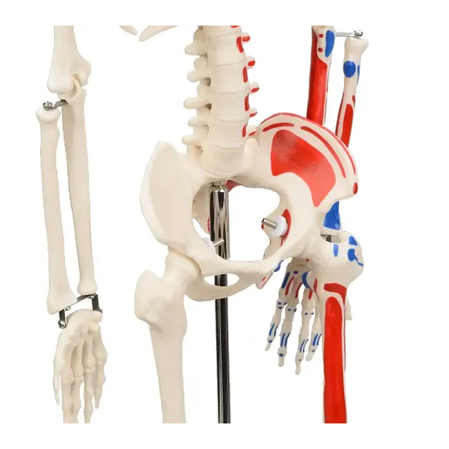 Anatomisch Skelet | 85 cm | Medium Skelet | met spieraanhechtingen genummerd | Budget model
