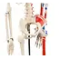 Anatomisch Skelet | 85 cm | Medium Skelet | met spieraanhechtingen genummerd | Budget model