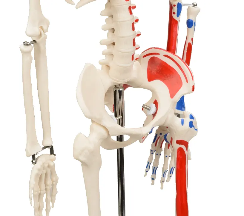 Anatomisch Skelet | 85 cm | Medium Skelet | met spieraanhechtingen genummerd | Budget model, foto 5 van 6