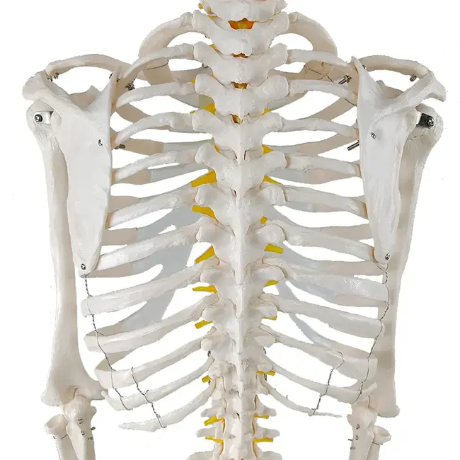Anatomisch Skelet | 180cm | met beweegbare en afneembare ledematen | Budget model