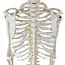 Anatomisch Skelet | 180cm | met beweegbare en afneembare ledematen | Budget model