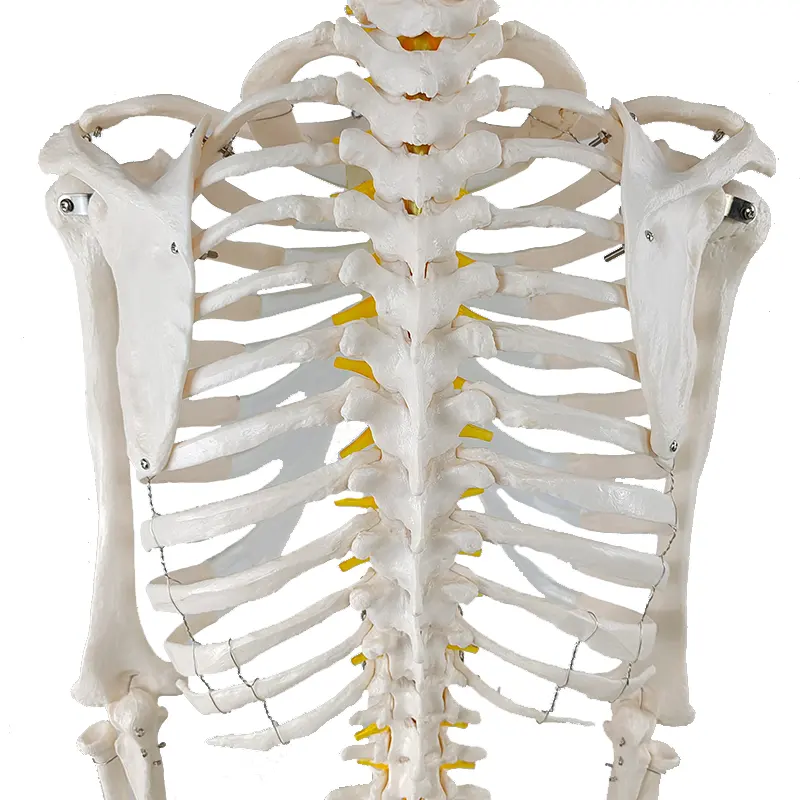 Anatomisch Skelet | 180cm | met beweegbare en afneembare ledematen | Budget model, foto 2 van 4