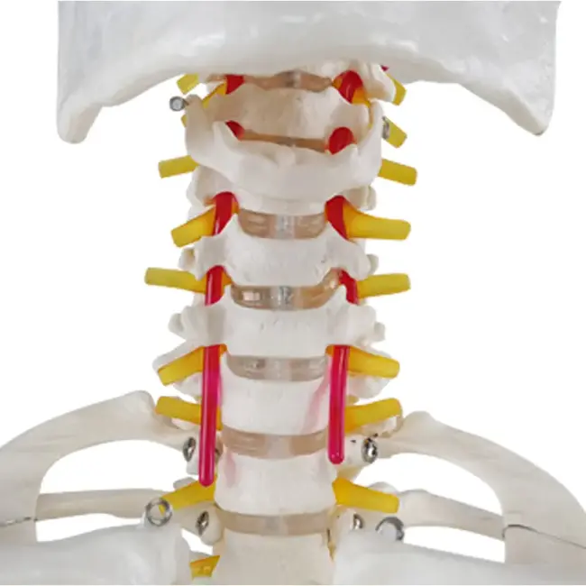 Anatomisch Skelet | 180cm | met beweegbare en afneembare ledematen | Budget model