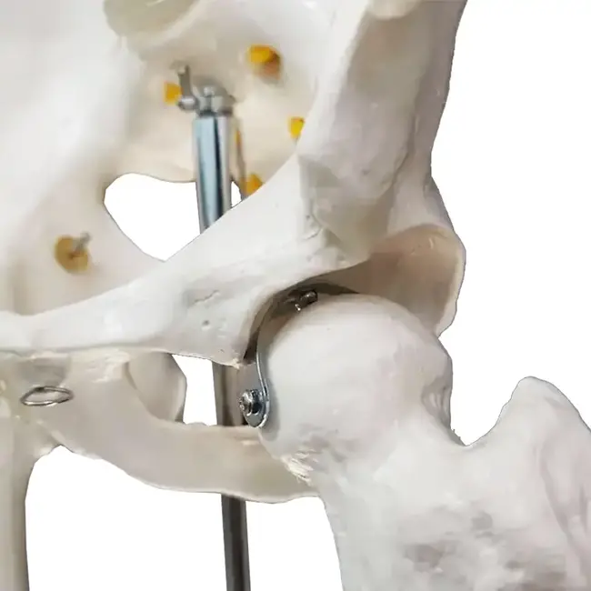 Anatomisch Skelet | 180cm | met beweegbare en afneembare ledematen | Budget model