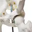 Anatomisch Skelet | 180cm | met beweegbare en afneembare ledematen | Budget model