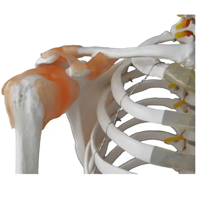 Anatomisch Skelet | 180 cm | met ligamenten en spieraanhechtingen genummerd | Budget model