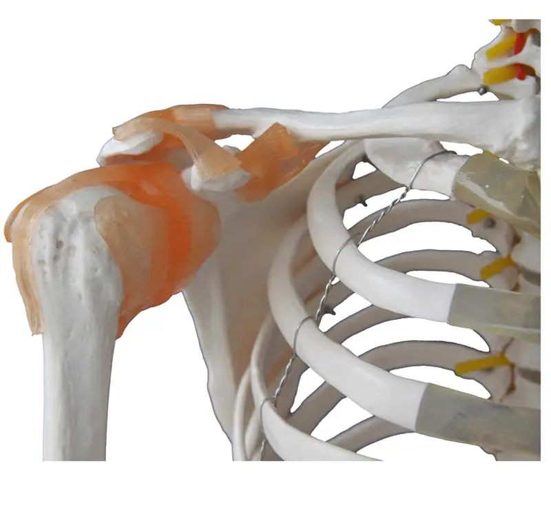 Anatomisch Skelet | 180 cm | met ligamenten en spieraanhechtingen genummerd | Budget model, foto 2 van 4