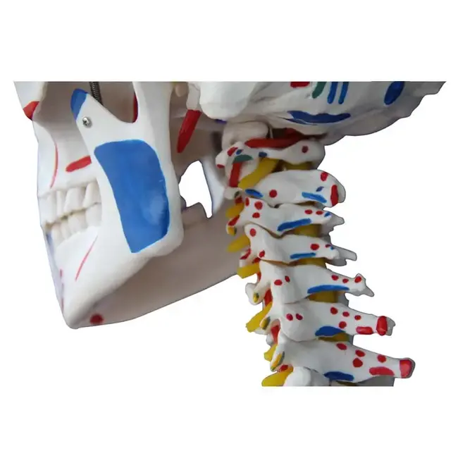 Anatomisch Skelet | 180 cm | met ligamenten en spieraanhechtingen genummerd | Budget model