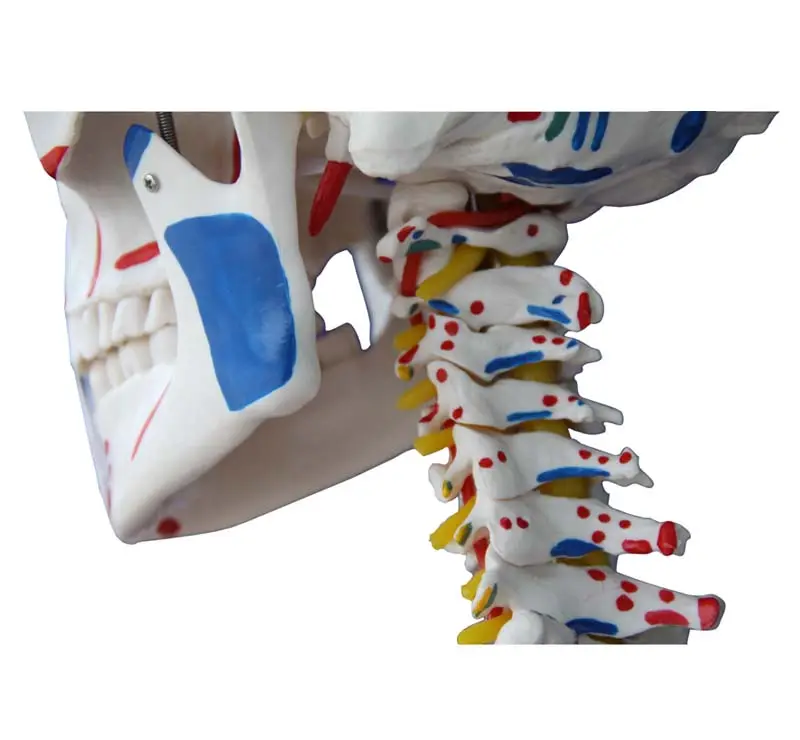 Anatomisch Skelet | 180 cm | met ligamenten en spieraanhechtingen genummerd | Budget model, foto 3 van 4