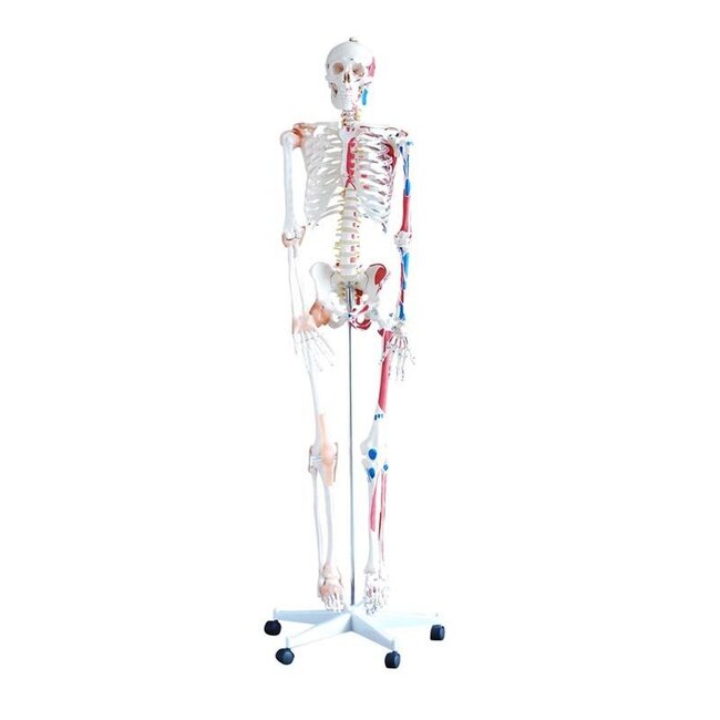 Anatomisch Skelet | 180 cm | met ligamenten en spieraanhechtingen genummerd | Budget model