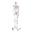 Anatomisch Skelet | 180 cm | met ligamenten en spieraanhechtingen genummerd | Budget model