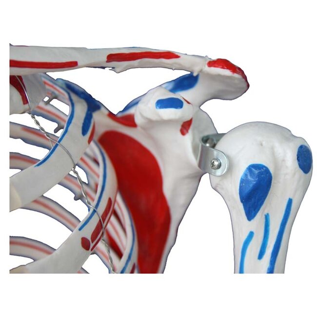 Anatomisch Skelet | 180 cm | met ligamenten en spieraanhechtingen genummerd | Budget model