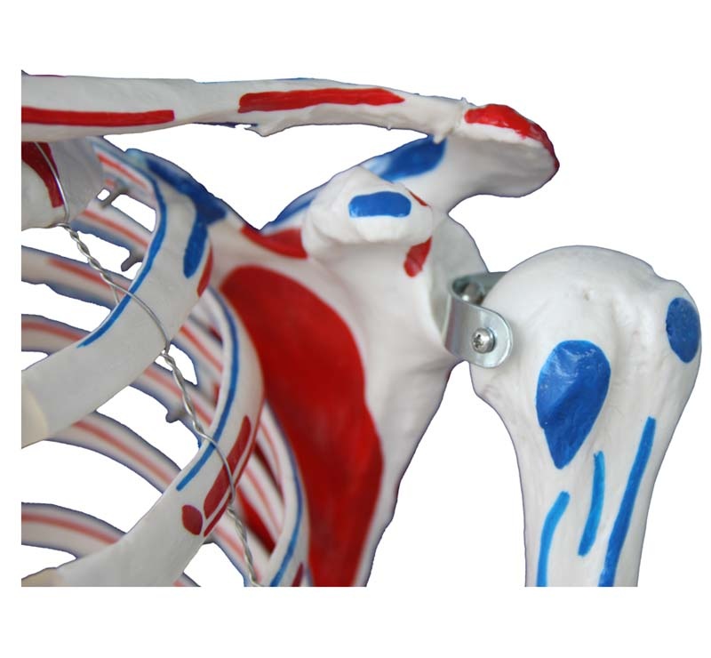 Anatomisch Skelet | 180 cm | met ligamenten en spieraanhechtingen genummerd | Budget model, foto 4 van 4
