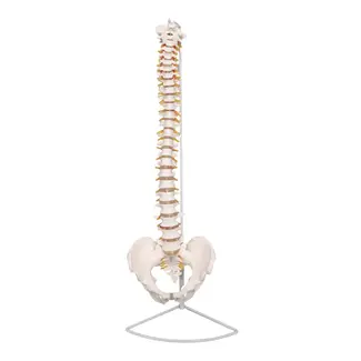 Anatomisch Wervelkolommodel met Bekken & Hernia – Levensgroot | 85cm