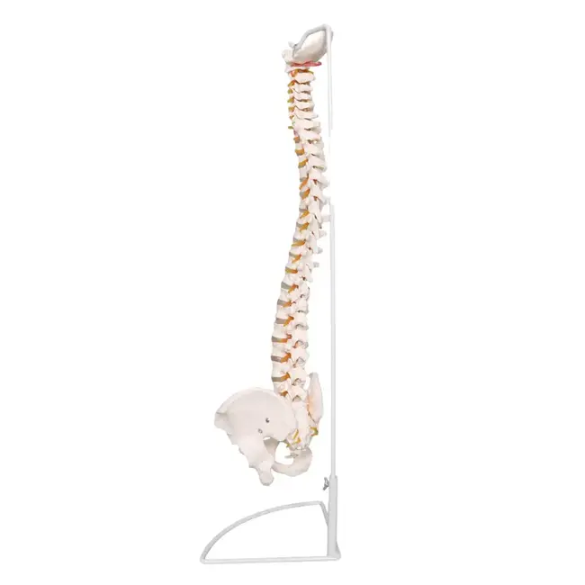 Anatomisch Wervelkolommodel met Bekken & Hernia – Levensgroot | 85cm