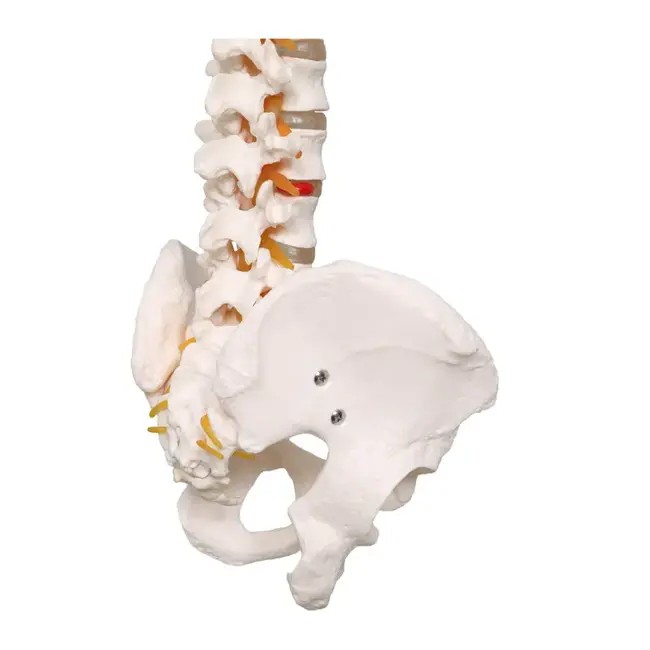 Anatomisch Wervelkolommodel met Bekken & Hernia – Levensgroot | 85cm