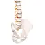 Anatomisch Wervelkolommodel met Bekken & Hernia – Levensgroot | 85cm