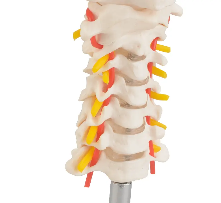 Cervicale wervelkolom met halsslagader - Budget model, foto 2 van 5