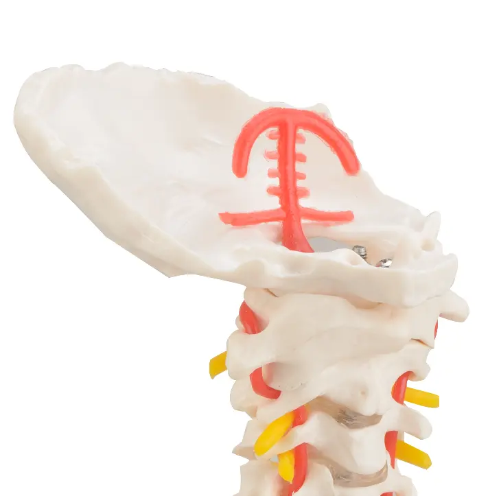 Cervicale wervelkolom met halsslagader - Budget model, foto 3 van 5