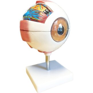 Anatomisch model van het Oog 6 x vergroot