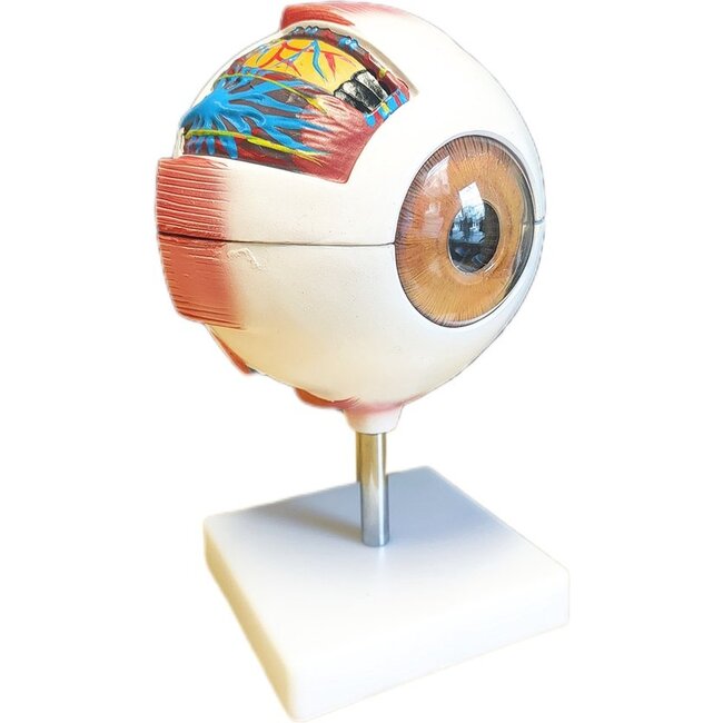 Anatomisch model van het Oog 6 x vergroot - Budget model