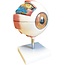 Anatomisch model van het Oog 6 x vergroot