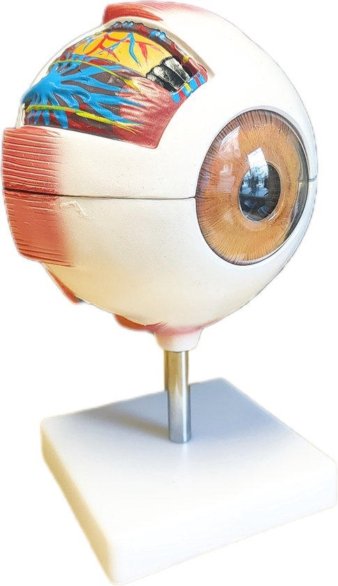 Anatomisch model van het Oog 6 x vergroot