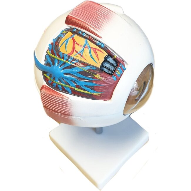Anatomisch model van het Oog 6 x vergroot