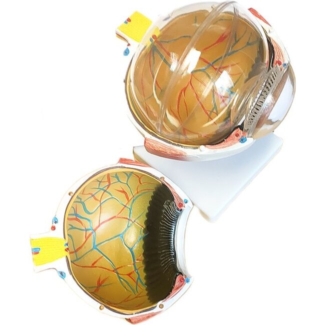 Anatomisch model van het Oog 6 x vergroot