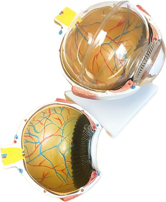 Anatomisch model van het Oog 6 x vergroot, foto 4 van 6