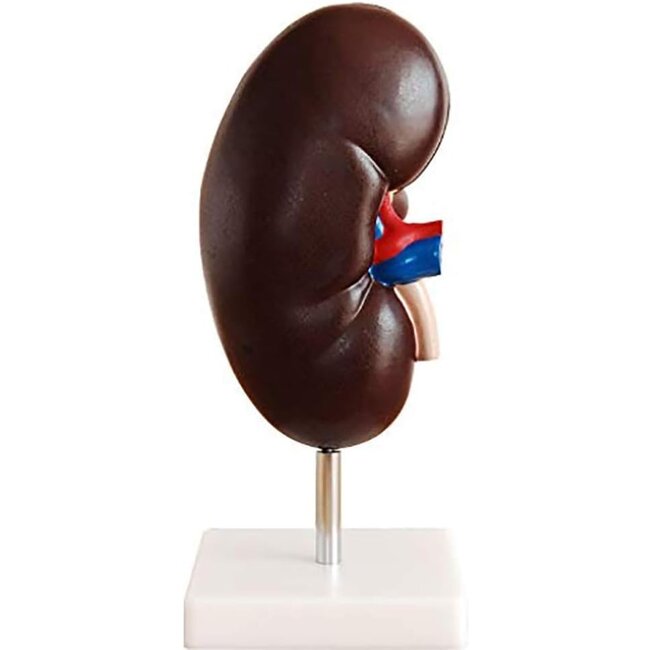 Model van de Nier 2-delig, 2 maal vergroot