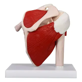 Anatomisch model van de schouder met spieren, ware grootte - Budget model