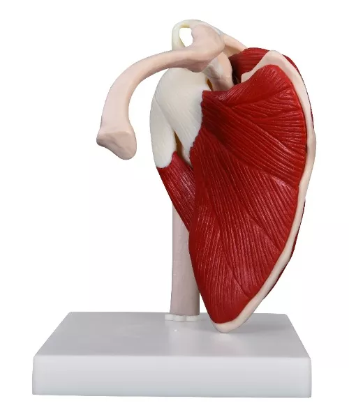 Anatomisch model van de schouder met spieren, ware grootte - Budget model, foto 2 van 5
