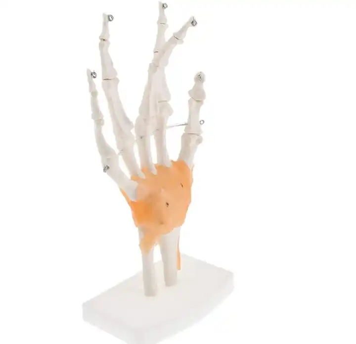 Anatomisch model van de Hand met ligamenten, ware grootte - Budget model, foto 2 van 4