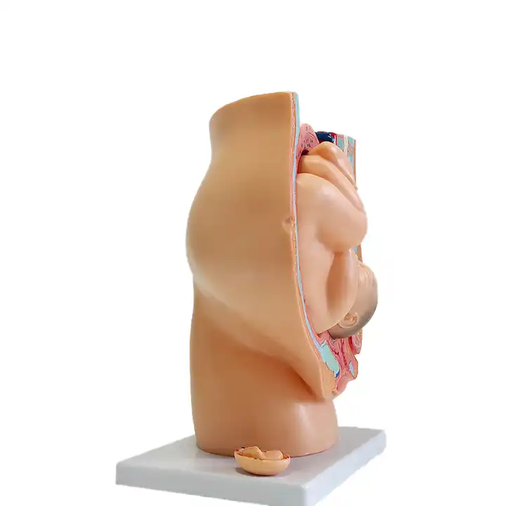 Anatomisch model van de baarmoeder met foetus 40 weken, foto 2 van 6