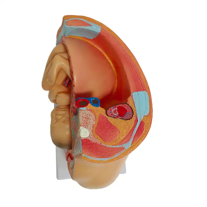 Anatomisch model van de baarmoeder met foetus 40 weken, foto 3 van 6