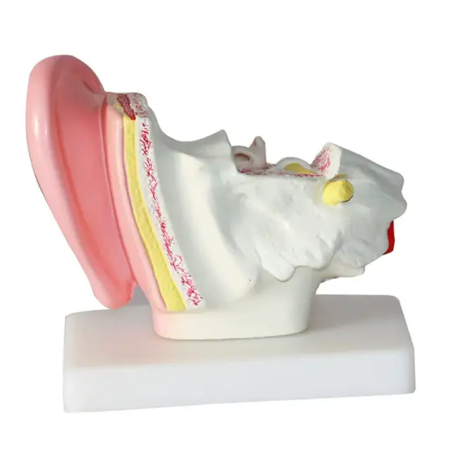 Anatomisch model van het Oor 1,5 maal vergroot - Budget model