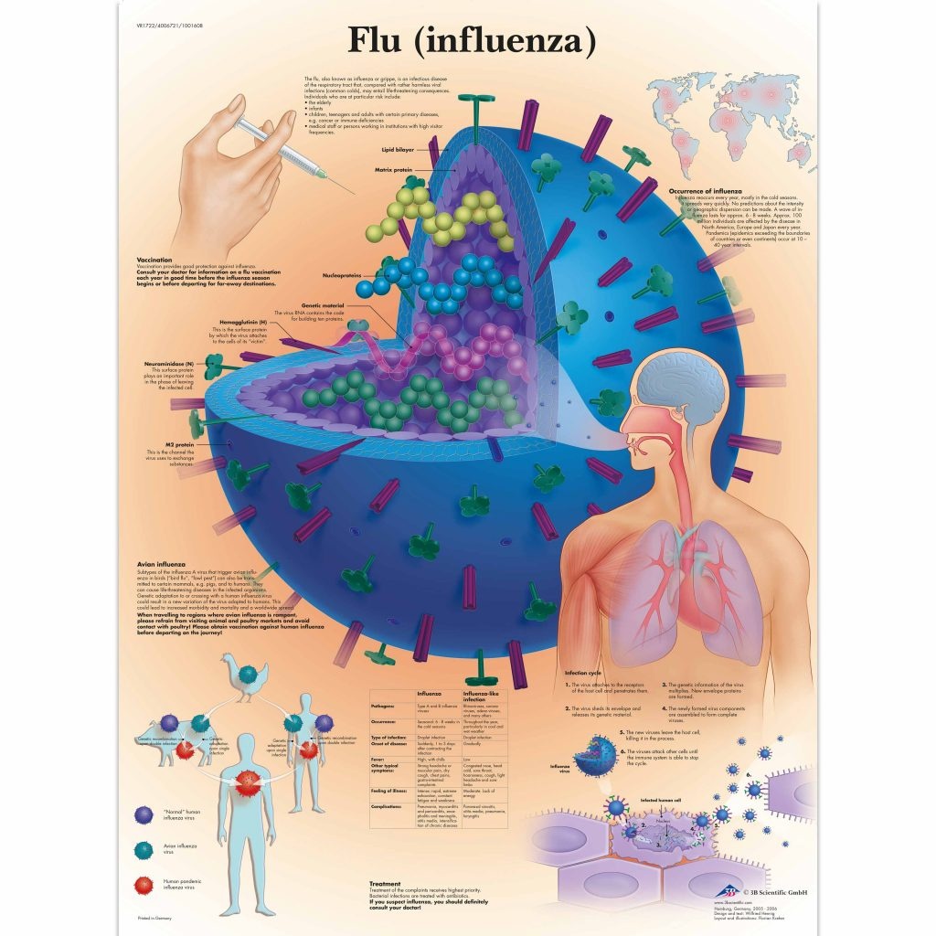 3B Poster Griep Virus (influenza) | Engelstalig