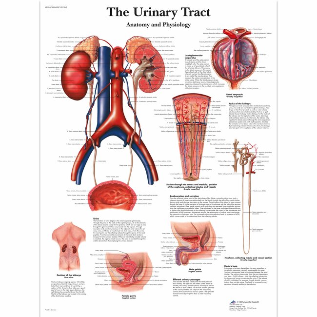 3B Anatomie Poster | De Urinewegen - Anatomie en fysiologie | Engels/Latijn