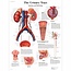 3B Anatomie Poster | De Urinewegen - Anatomie en fysiologie | Engels/Latijn