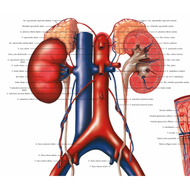 3B Anatomie Poster | De Urinewegen - Anatomie en fysiologie | Engels/Latijn