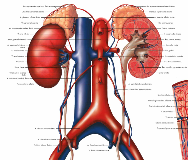 3B Anatomie Poster | De Urinewegen - Anatomie en fysiologie | Engels/Latijn, foto 2 van 2